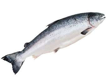 Salmon