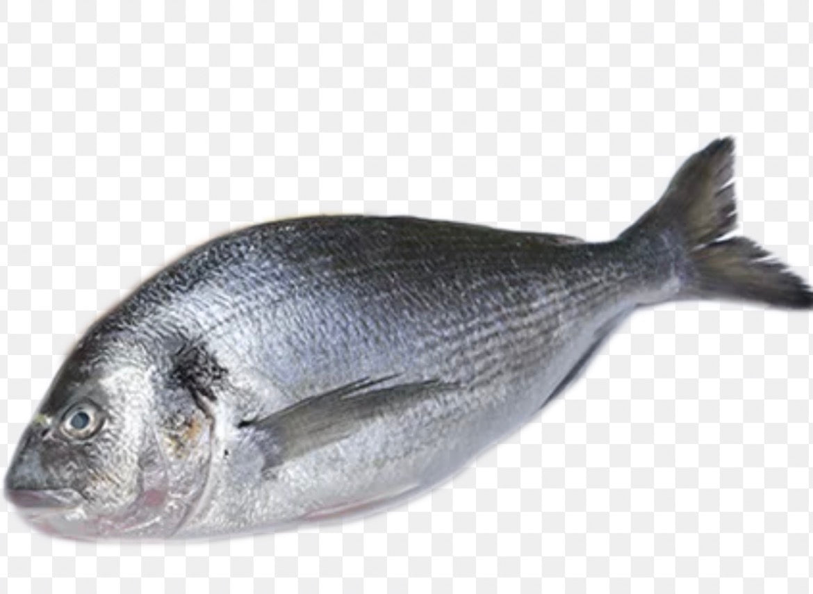 Seabream